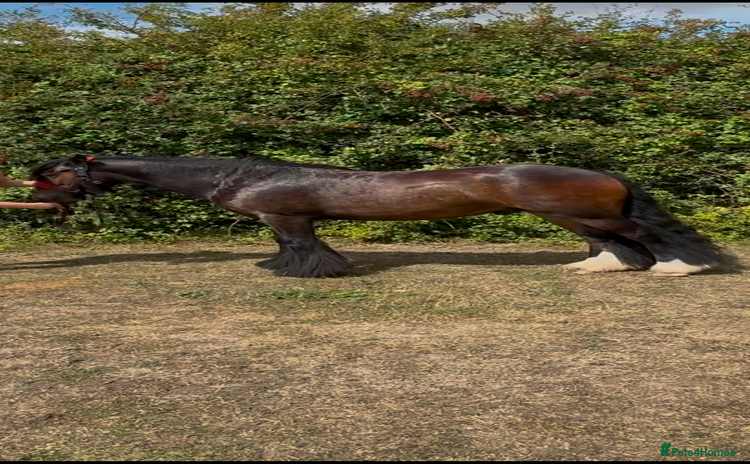 Irish Cob horses - Advert 1