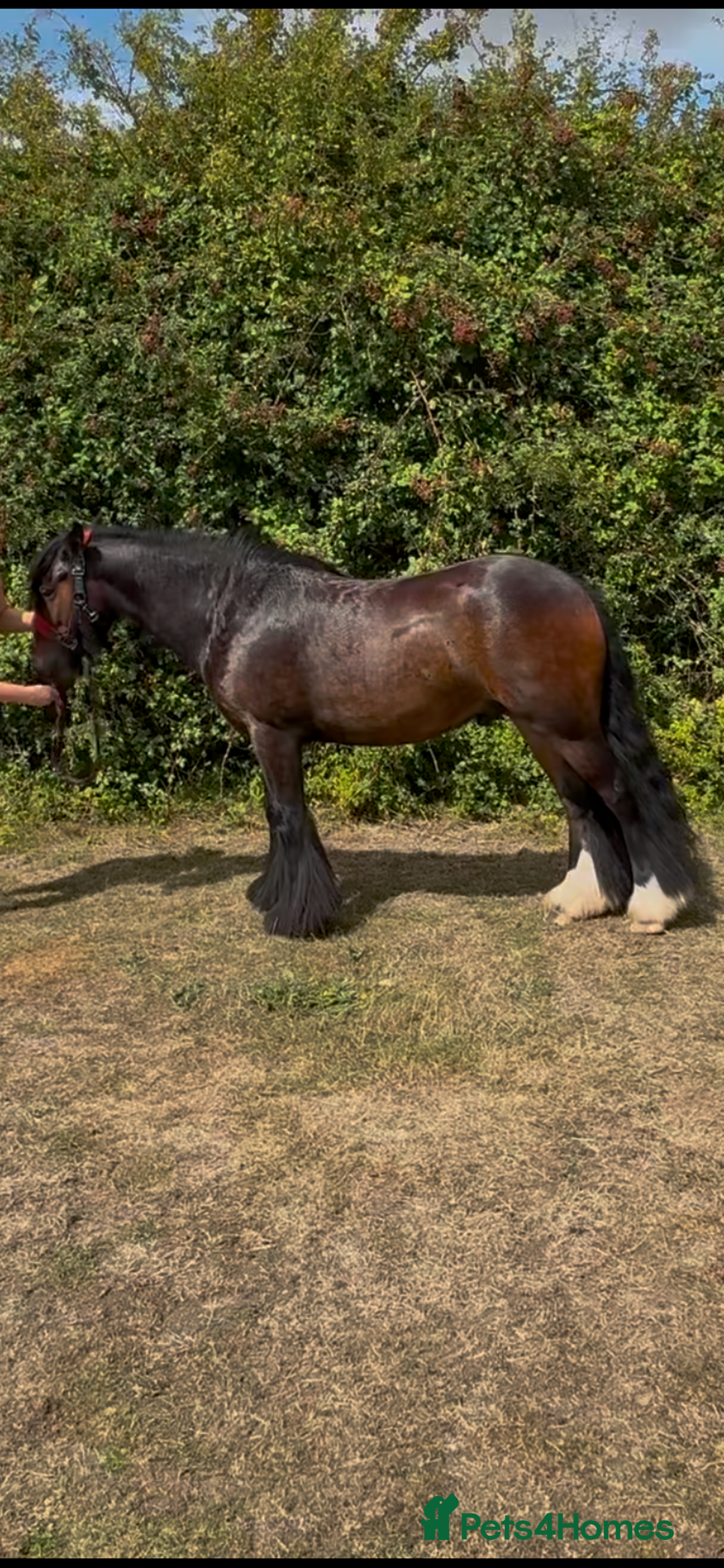 Irish Cob horses for sale: 3yr old cob gelding  - Image 1