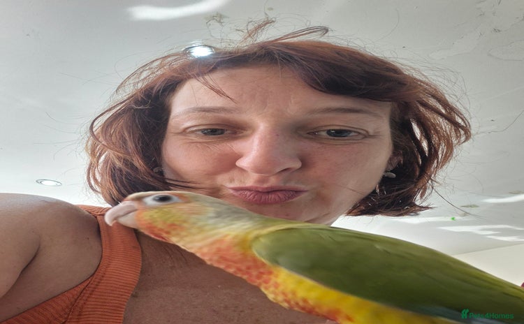 Conures birds - Advert 1