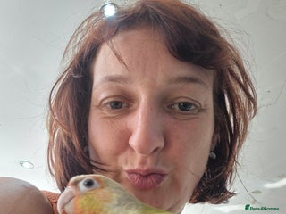 Conures birds - Advert 12