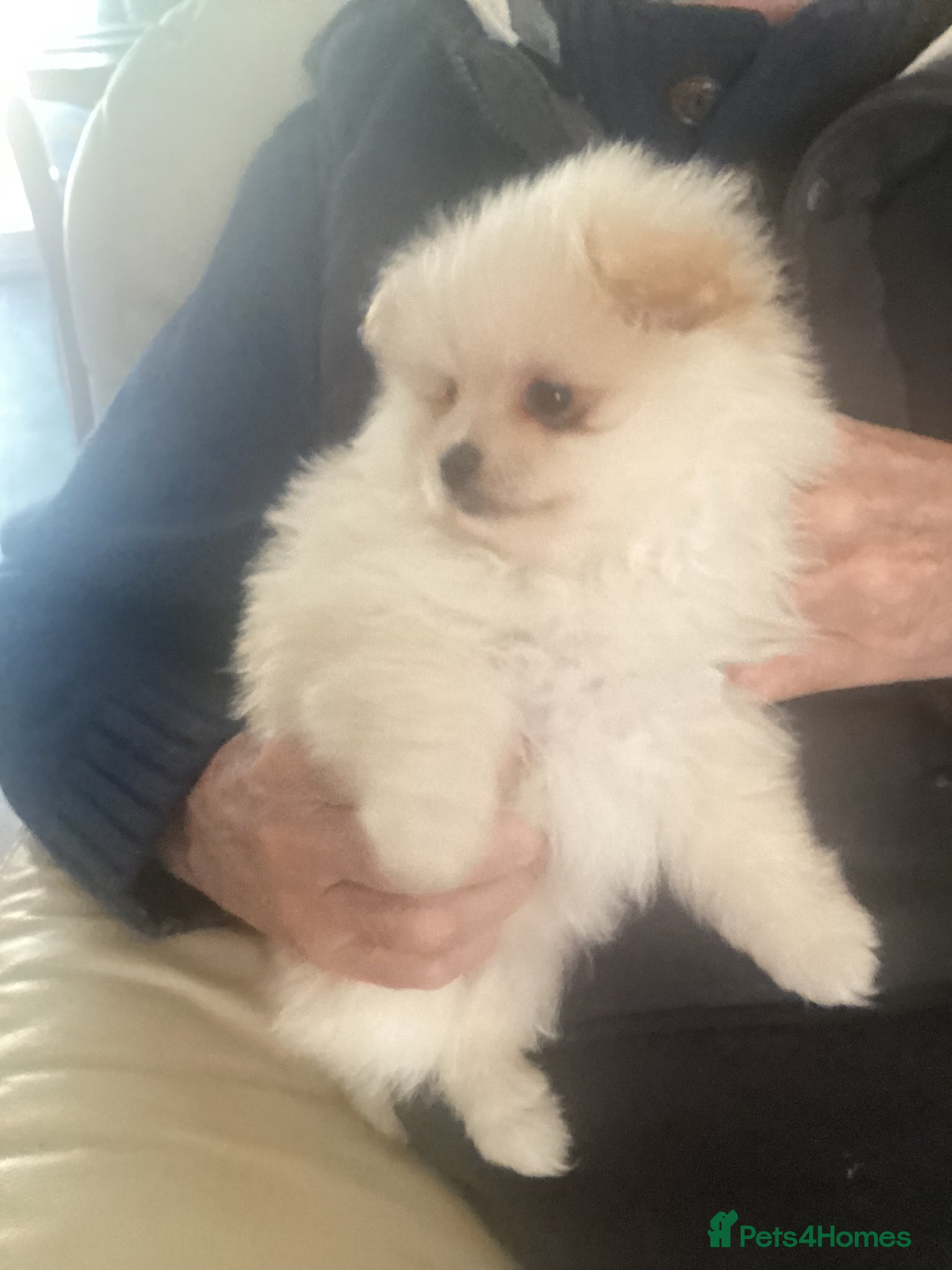 Pomeranian dogs kc reg top quality teddy Pomeranian pups  - Advert 2