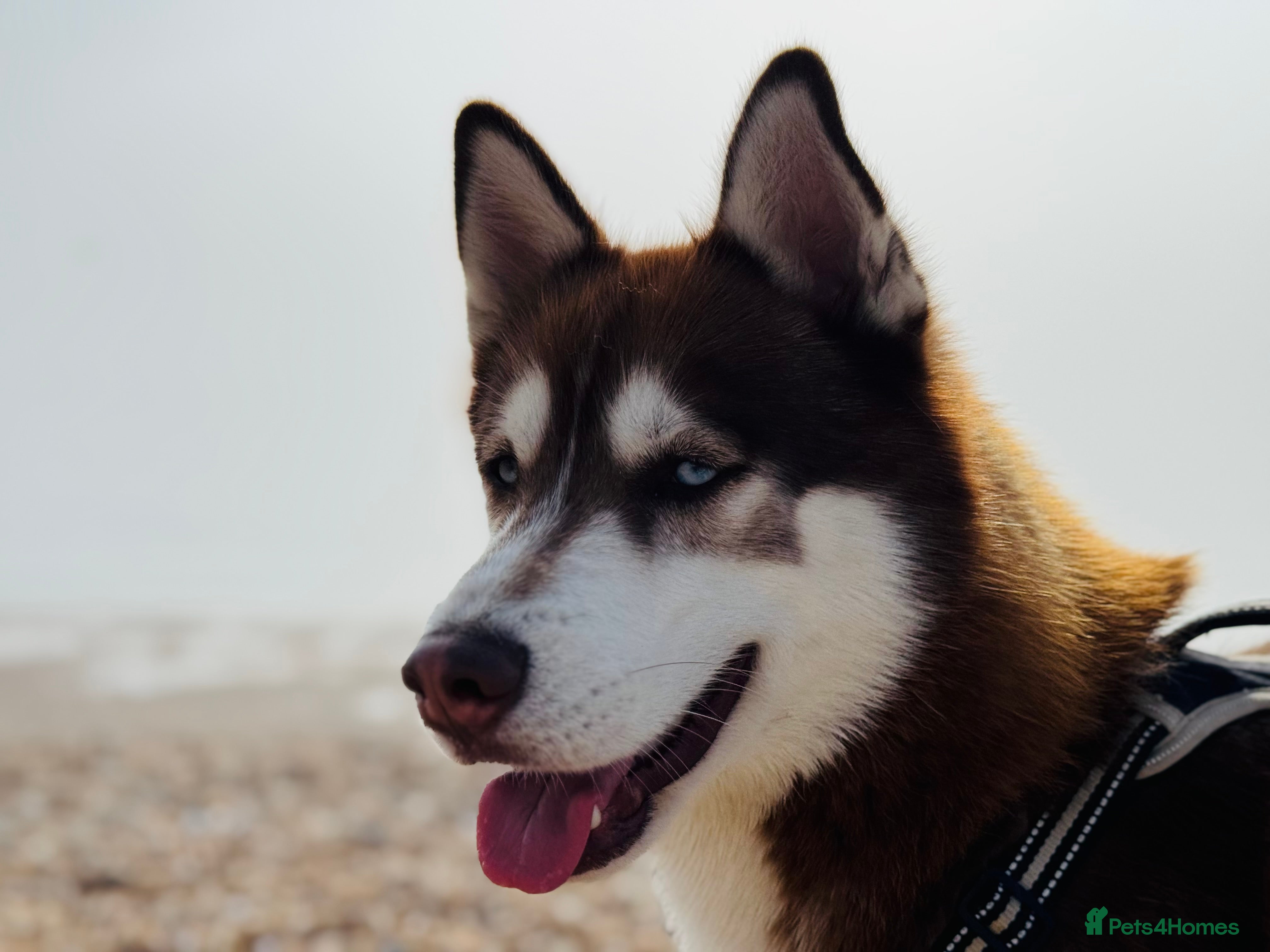 Siberian Husky dogs ~~Siberian Husky for stud~~ in Borehamwood - Advert 1