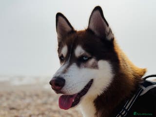 Siberian Husky dogs ~~Siberian Husky for stud~~ in Borehamwood - Advert 9