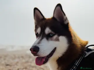 Siberian Husky dogs ~~Siberian Husky for stud~~ in Borehamwood - Advert 12