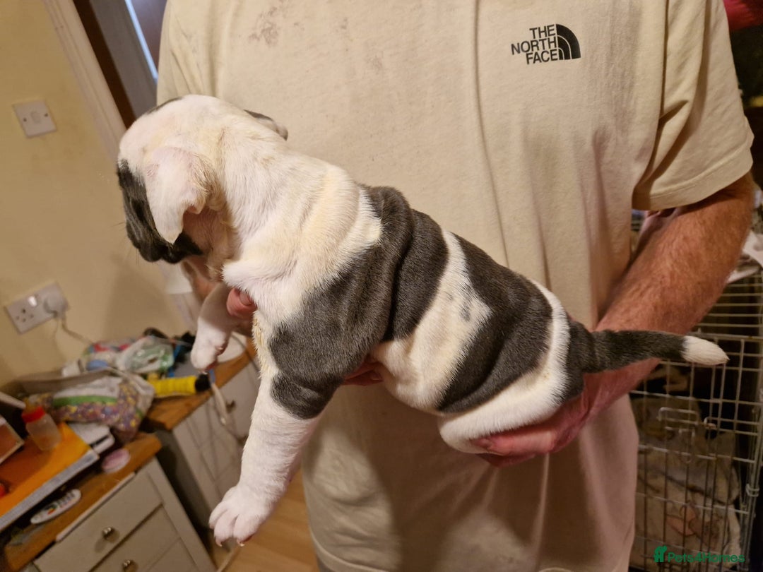 Olde English Bulldogge dogs for sale: Old English bulldog puppies GENERATIONAL - Advert 19