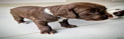 Cocker Spaniel dogs for sale: Working Cocker Spaniels - excellent blood line  - Advert 5