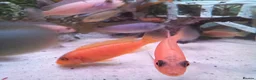 Cichlids fish for sale: African cichlids  - Advert 7