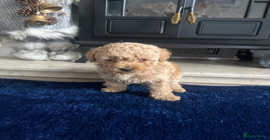 Miniature Poodle dogs - Advert 4