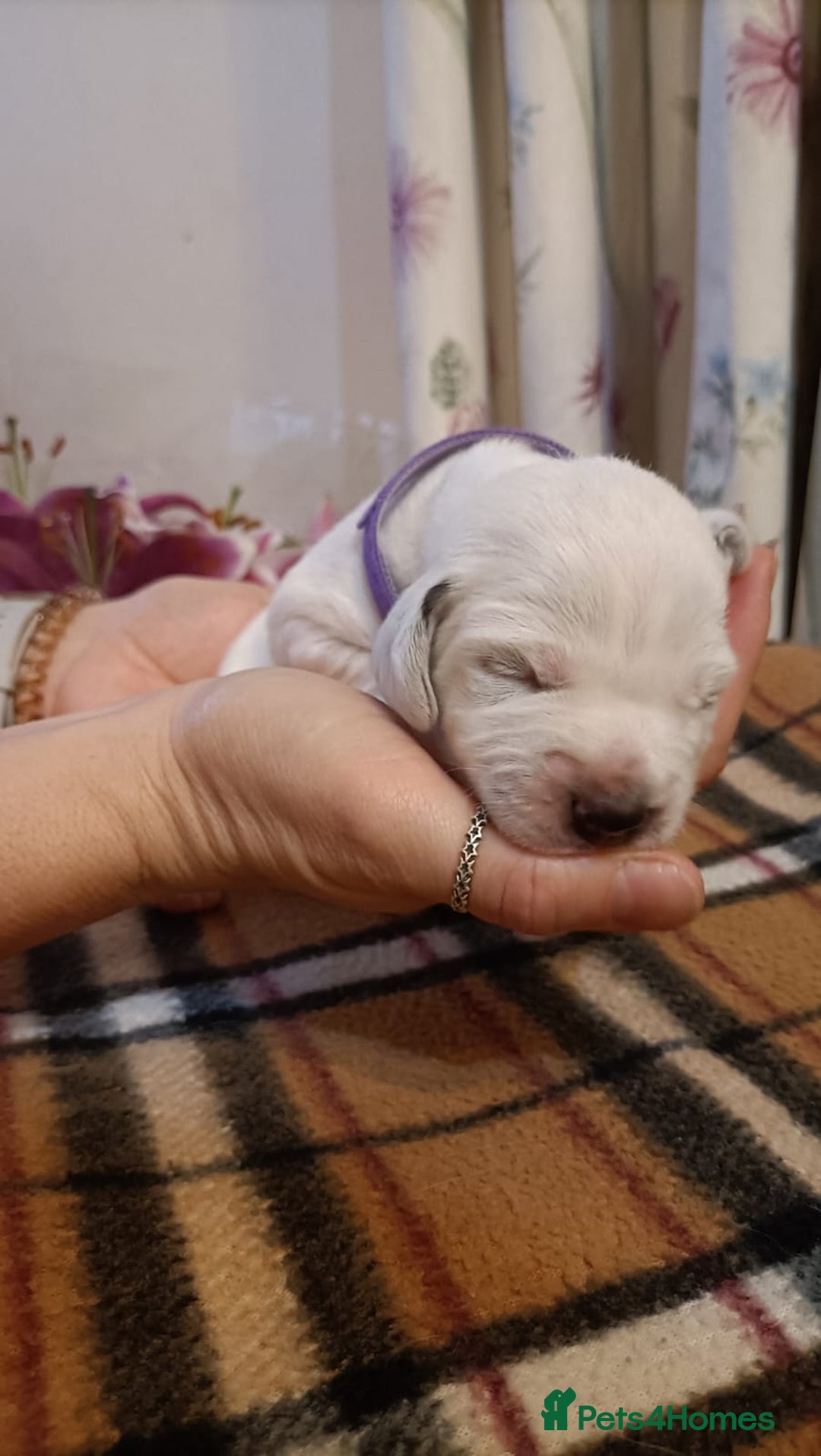 Mixed Breed dogs for sale: Cocker spaniel and terrier hybrid puppies  - Image 3