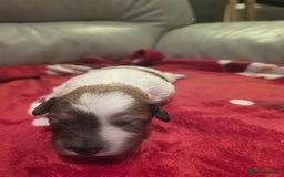 Mixed Breed dogs for sale: Pomshis - Advert 13