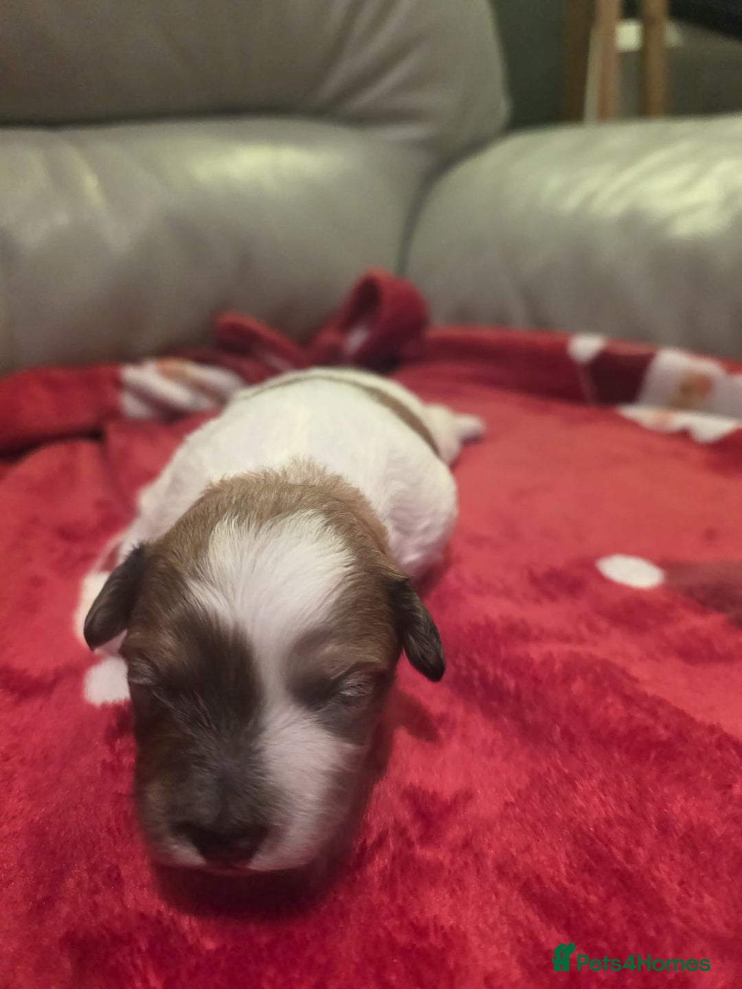 Mixed Breed dogs for sale: Pomshis - Advert 13