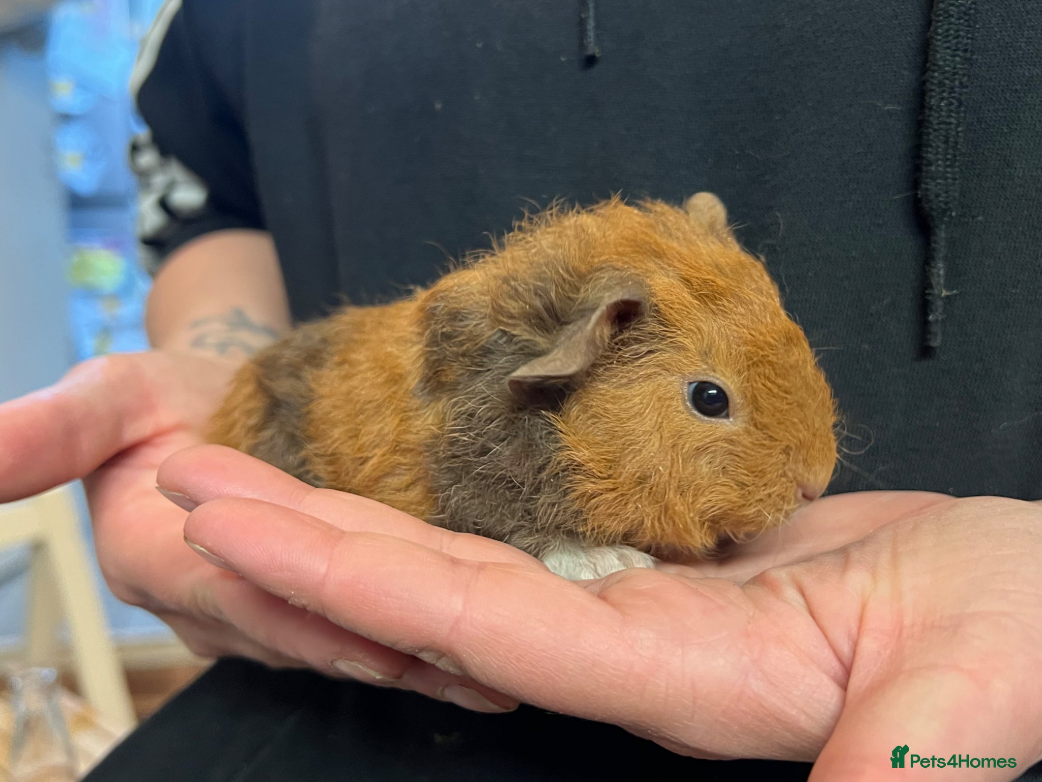 Guinea Pig rodents Teddy guinea pigs  - Advert 2