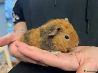 Guinea Pig rodents Teddy guinea pigs - Advert 2