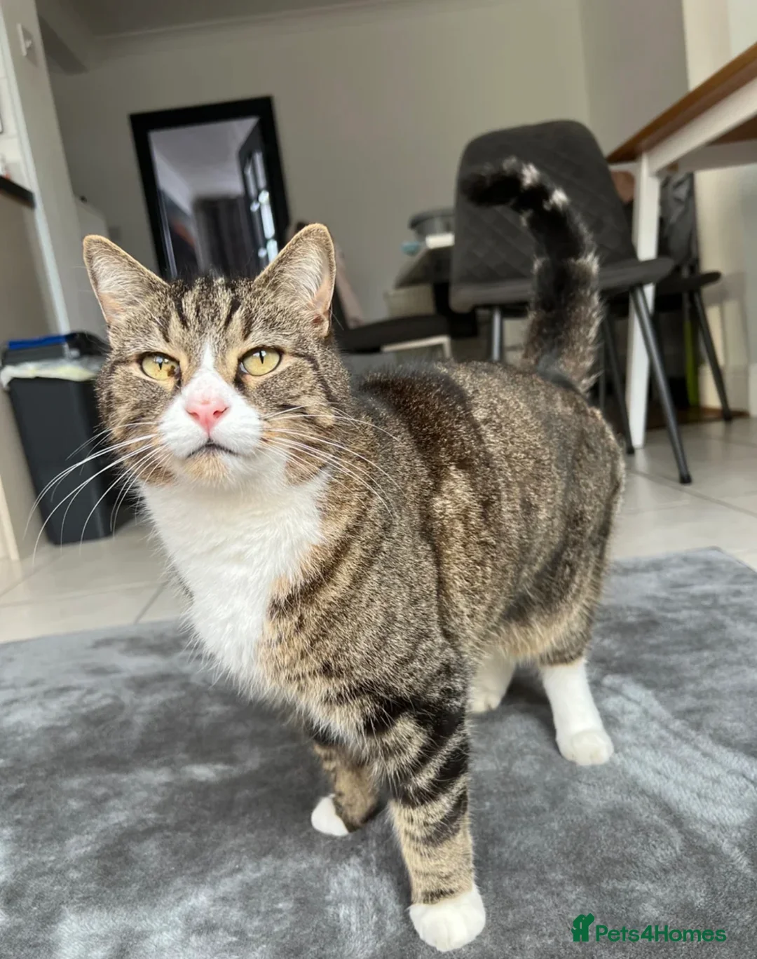 Domestic Shorthair cats for sale: FREE Tabby male cat looking for forever home in Ipswich - Advert 4