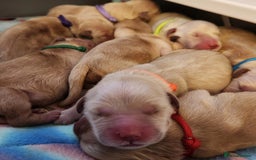 Golden Retriever dogs for sale: Golden Retriever Puppies For Reservation - Image 3