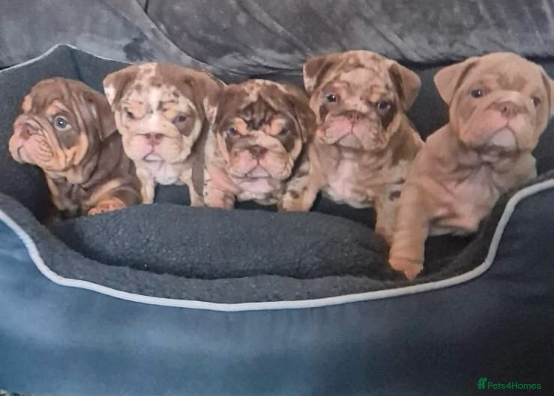English Bulldog dogs for sale: English bulldog puppies - Image 32