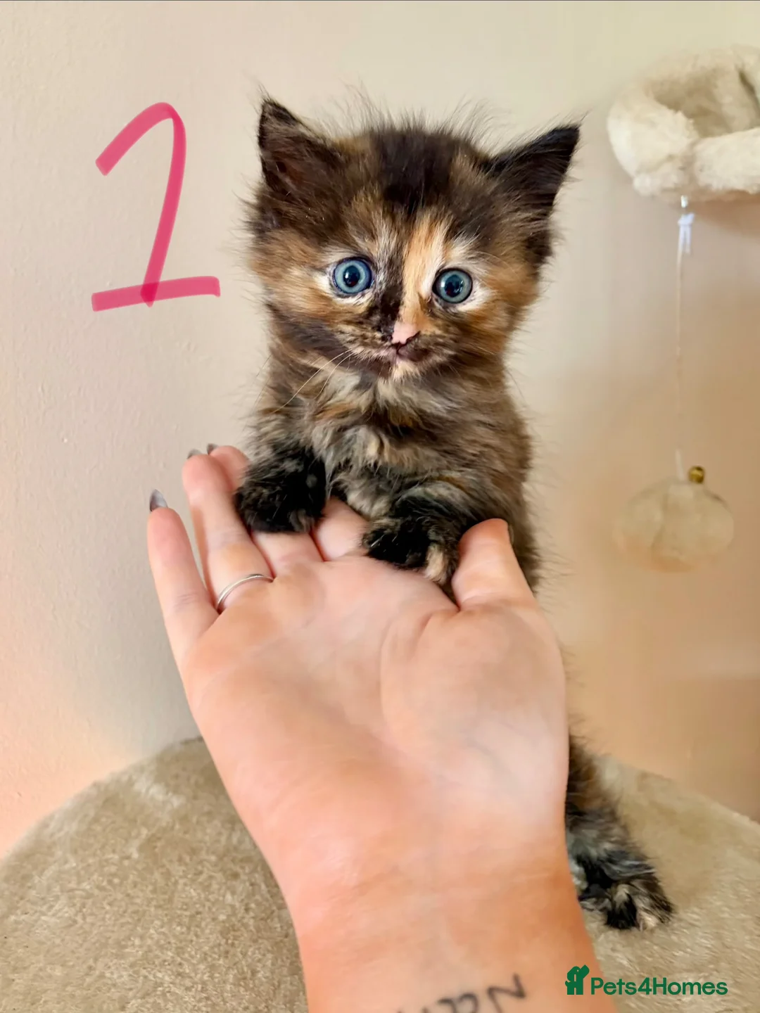 Turkish Angora cats for sale: Gorgeous Fluffy Kittens - Advert 2