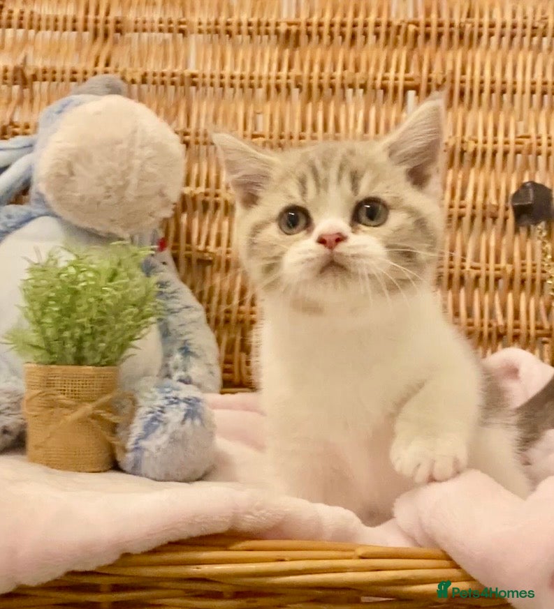 Scottish Fold cats TICA REG CHAMPION LINE FAWN BICOLOUR  GIRL 🧸 - Advert 2