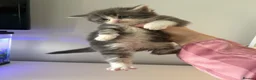 Maine Coon cats for sale: Maine coon kittens  in Winsford - Advert 12