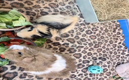 Guinea Pig rodents for sale: 3 male Guinea pigs.  - Advert 5