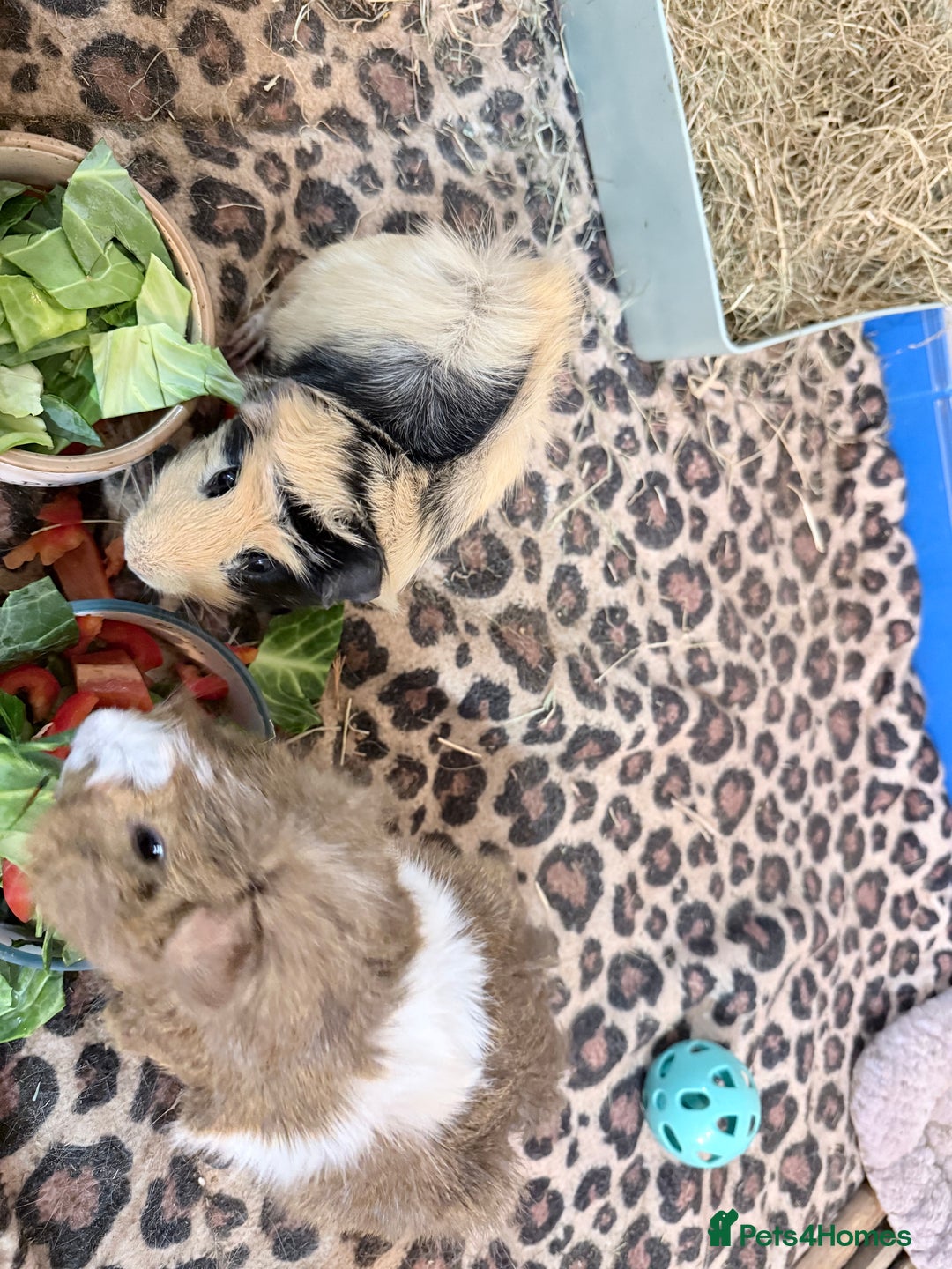 Guinea Pig rodents for sale: 3 male Guinea pigs.  - Advert 5