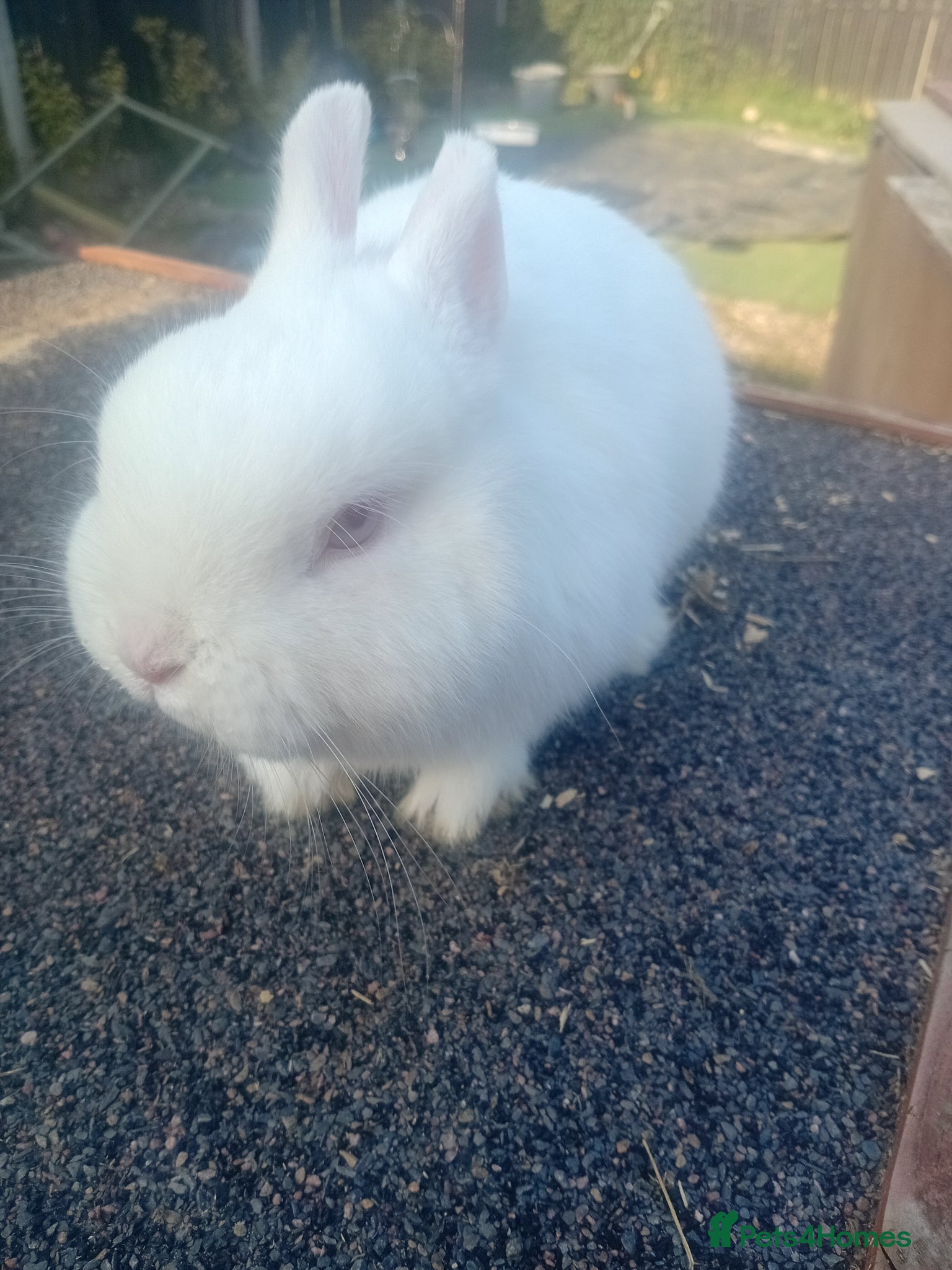 Netherland Dwarf rabbits Netherland dwarf  - Advert 1