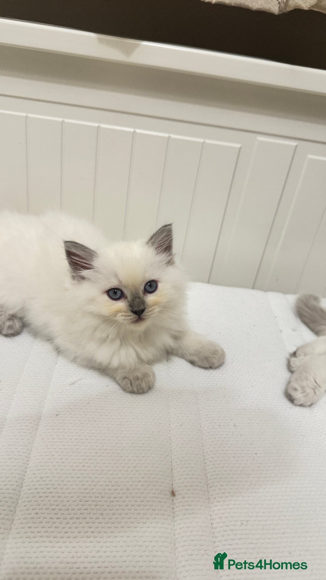 Ragdoll cats for sale: GCCF reg , Rare and milky white Lilac kittens  - Advert 3