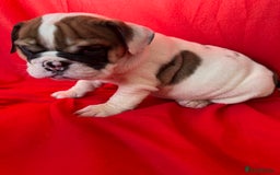 English Bulldog dogs for sale: KC Registered English Bulldog Puppies READY NOW!! - Image 4