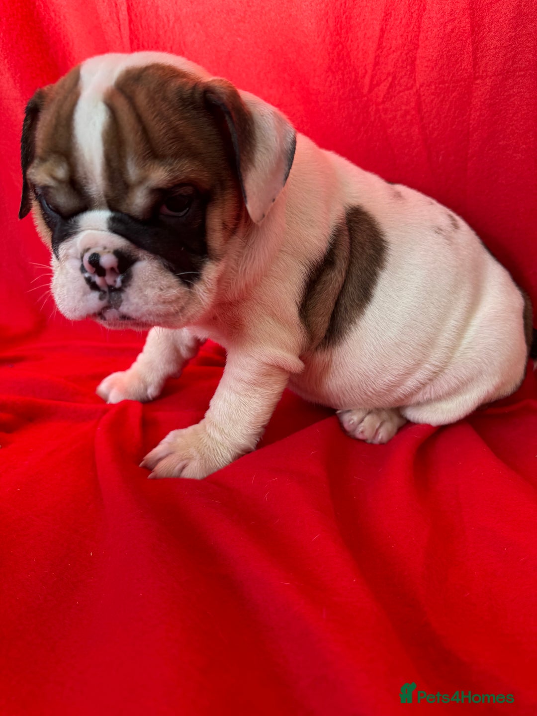 English Bulldog dogs for sale: KC Registered English Bulldog Puppies READY NOW!! - Image 4