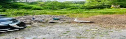 Peafowl poultry for sale: Mixed group of peafowl - Advert 3