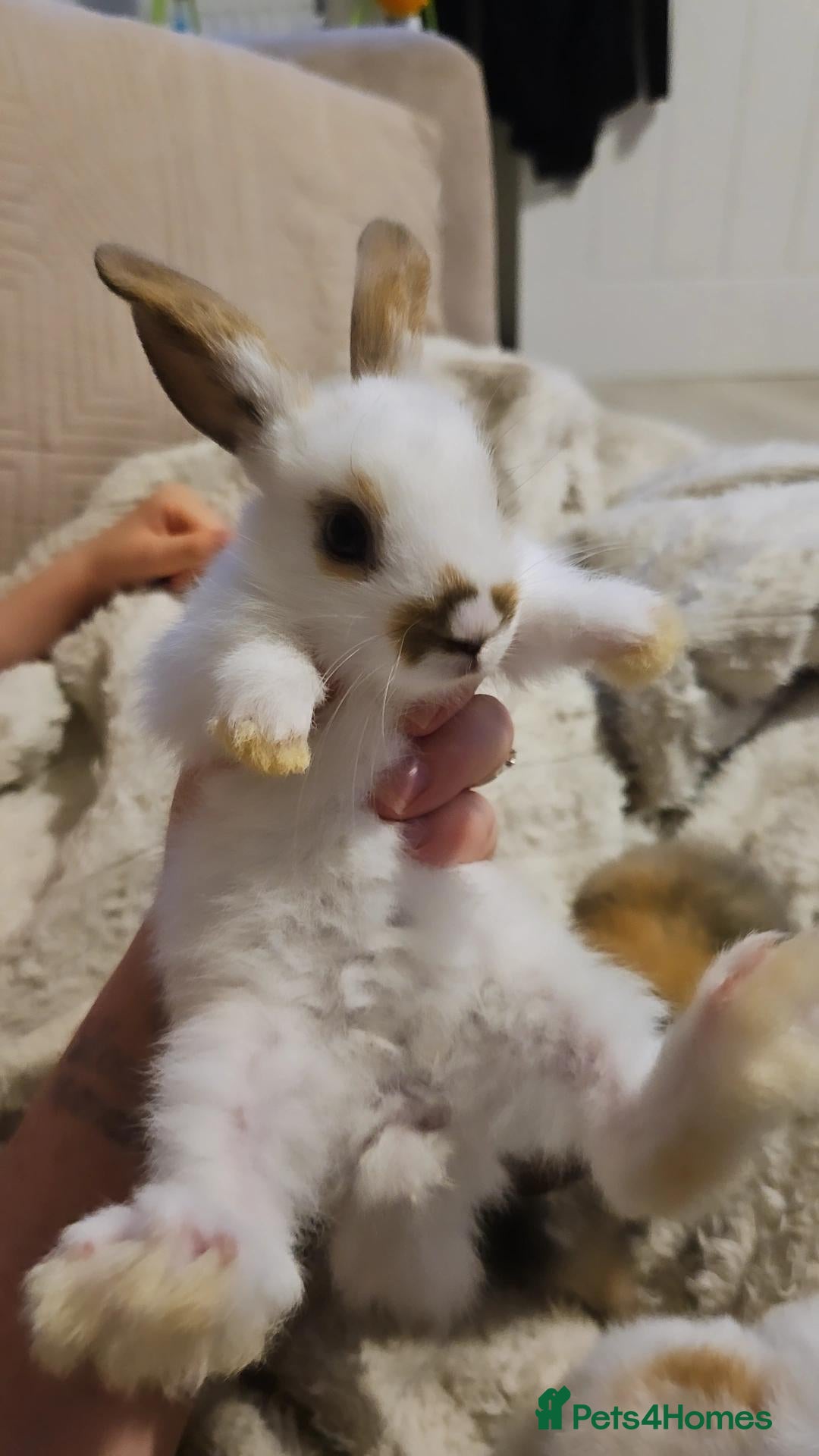 Mini Lop rabbits Baby Rabbits - Advert 1