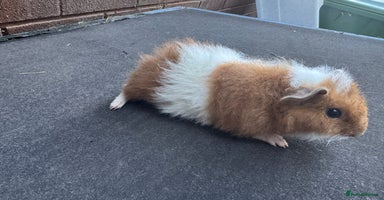 Guinea Pig rodents - Advert 16