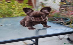 French Bulldog dogs for sale: Chocolate Rojo tan fluffy French bulldog  - Image 12
