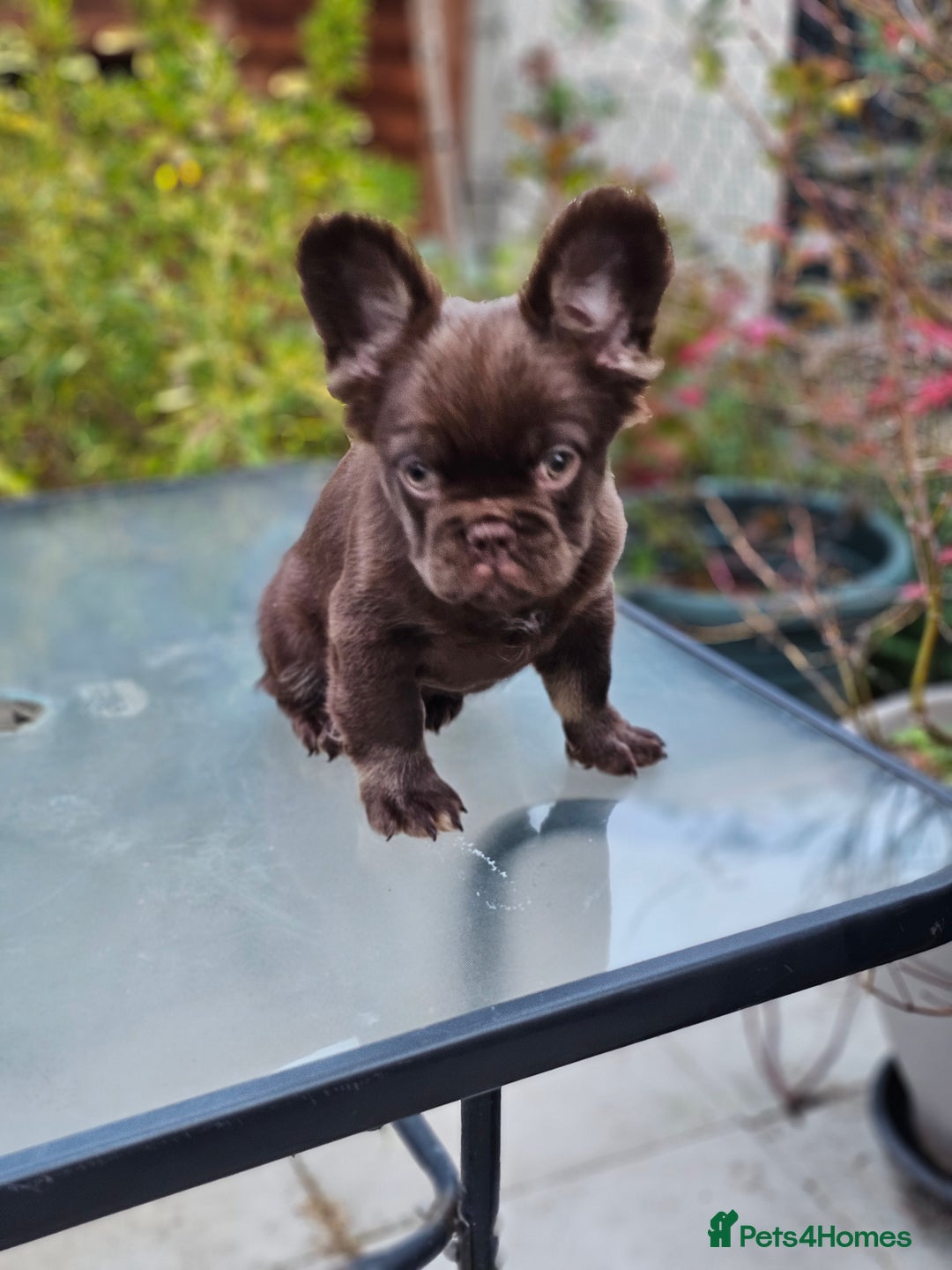 French Bulldog dogs for sale: Chocolate Rojo tan fluffy French bulldog  - Image 12