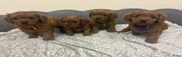 Cavapoo dogs for sale: Stunning F1 Toy Cavapoo Pups - Advert 25