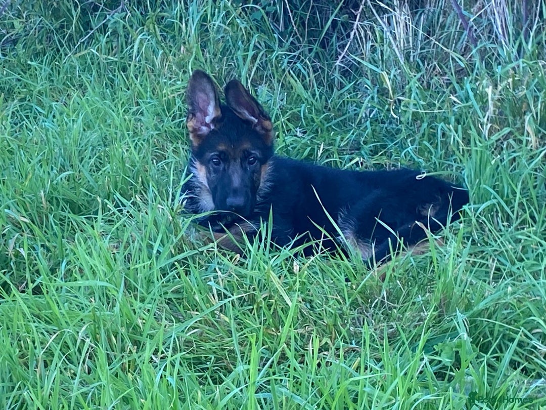German Shepherd dogs for sale: 25 years experience breeding German Shepherds  - Image 19