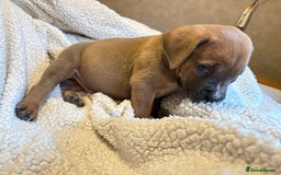 Boerboel dogs for sale: EXCEPTIONAL NABBR REGISTERED PUPPIES!  - Image 38
