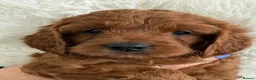 Cavapoo dogs for sale: Outstanding Teddy Bears  - Advert 9