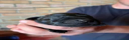 Labrador Retriever dogs for sale: KC Reg. Working Labrador Puppies ready to go in Wickford - Advert 3