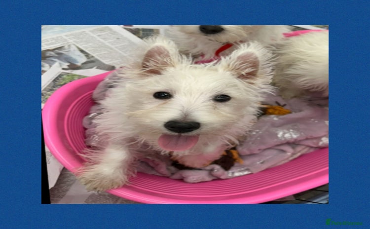 West Highland Terrier dogs - Advert 1