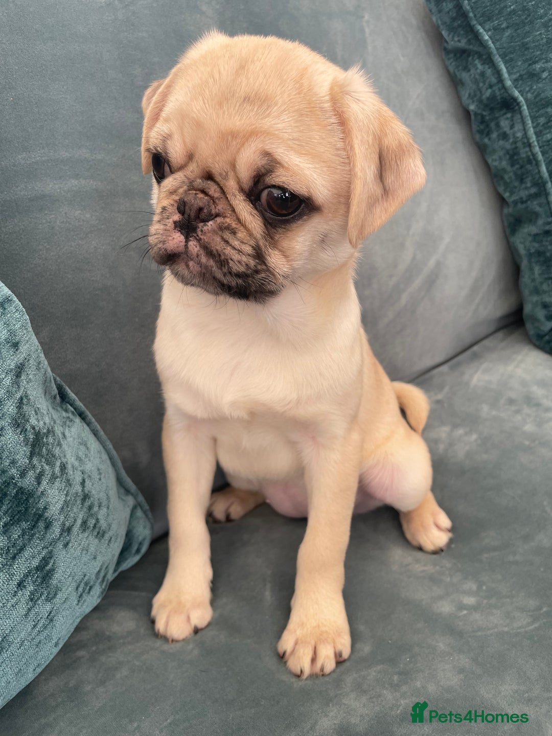 Pug dogs for sale: Pug Puppies  - Image 10