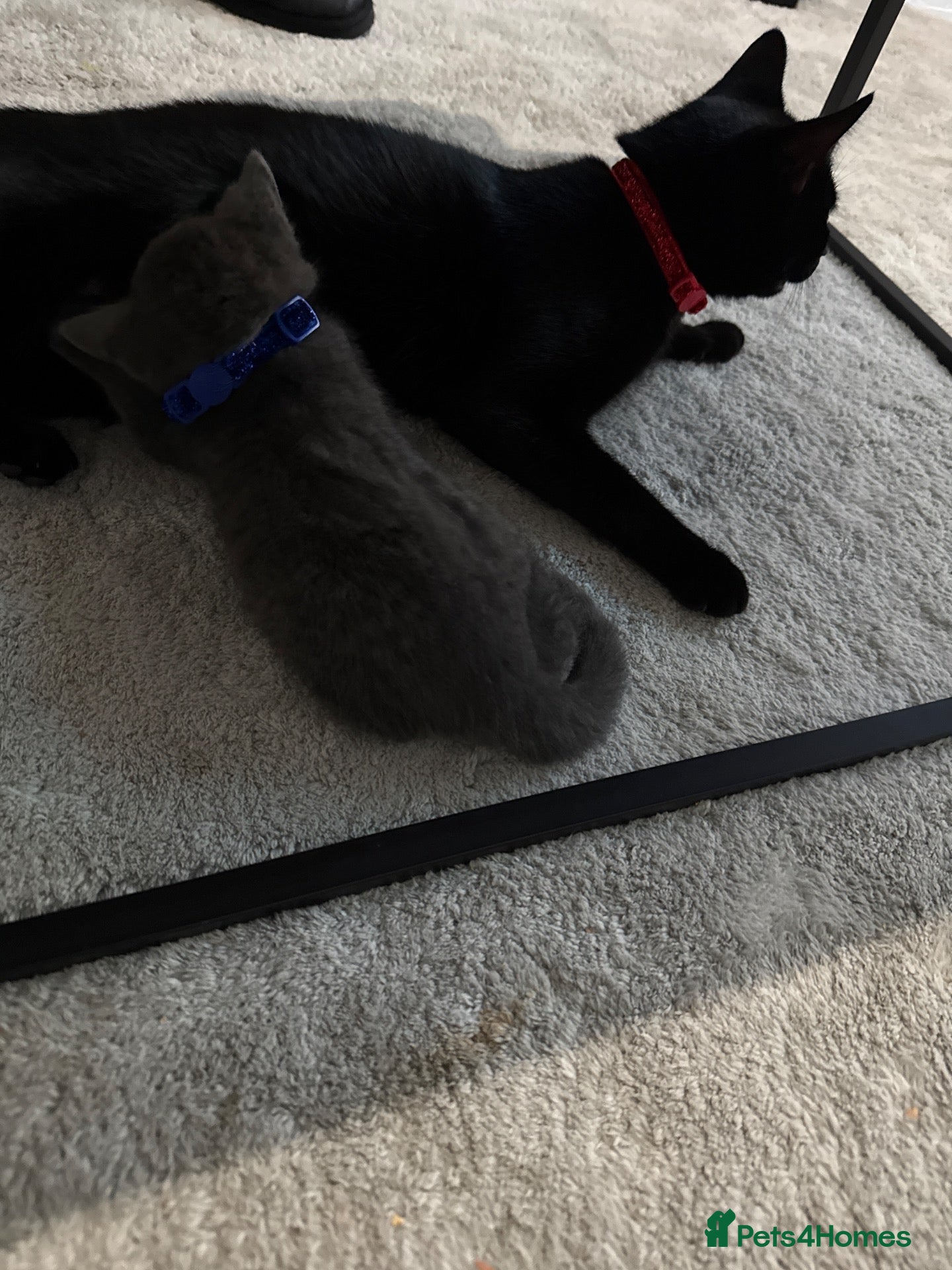 Mixed Breed cats Lovely Gray kittens one boy one girl - Advert 1