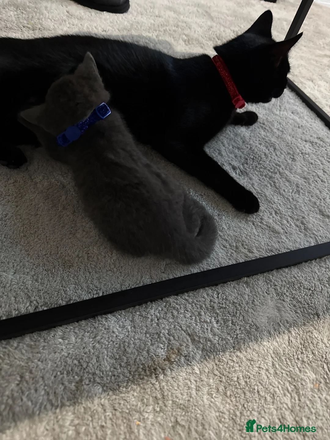 Mixed Breed cats for sale: Lovely Gray kittens one boy one girl in Stoke-on-Trent - Advert 1