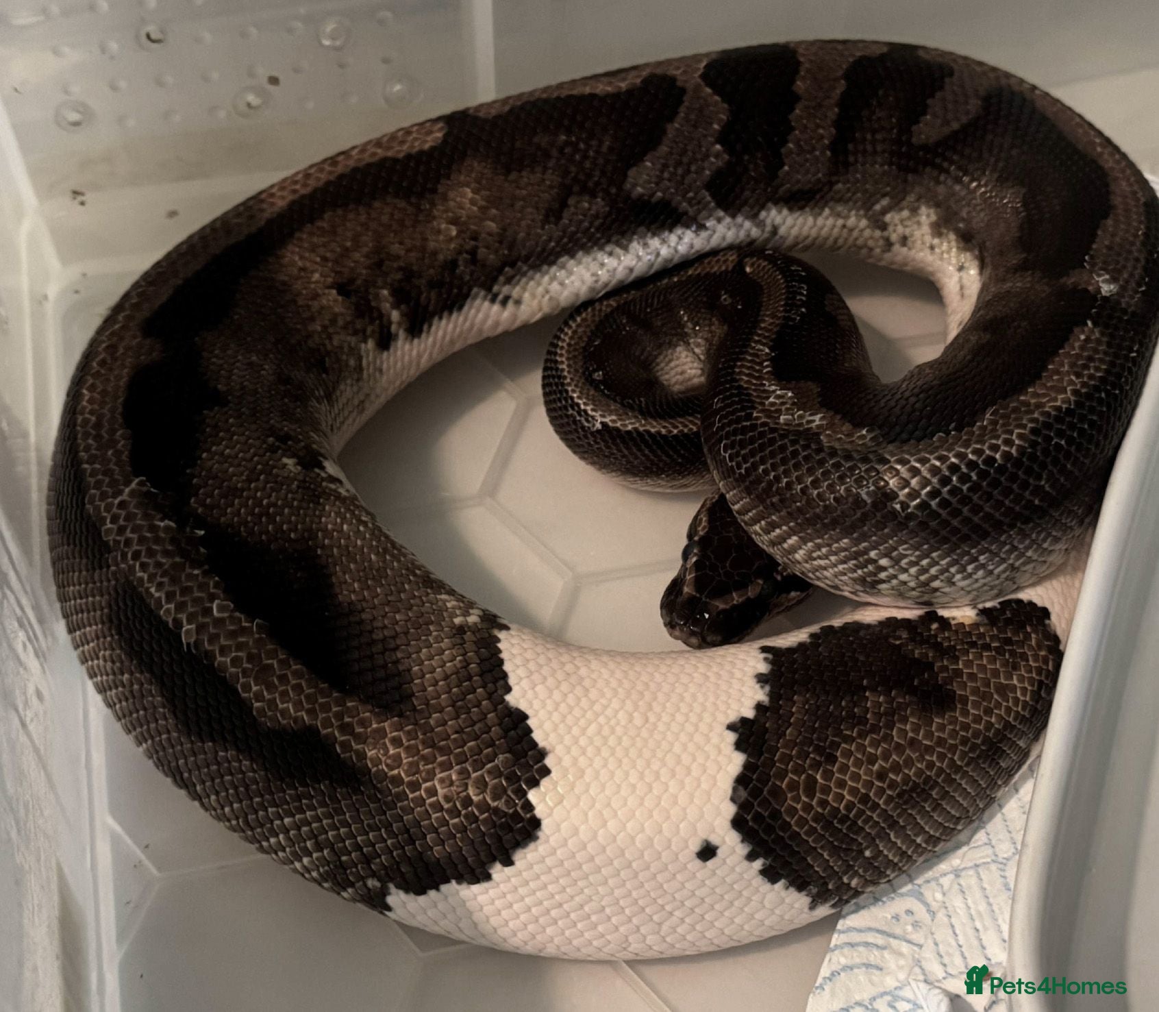 Python Snake reptiles Pied and banana royals - Advert 2