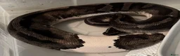 Python Snake reptiles for sale: Pied and banana royals - Advert 2