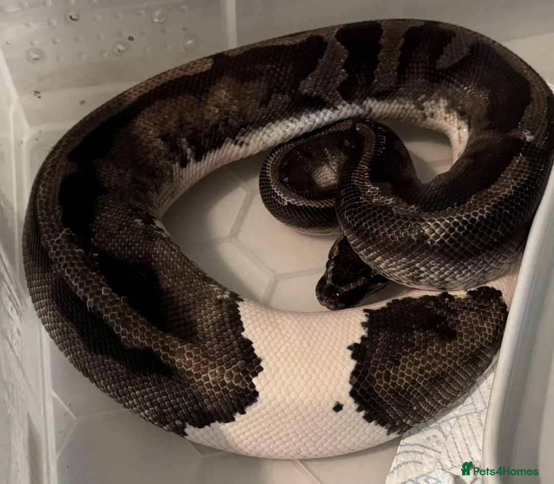 Python Snake reptiles for sale: Pied and banana royals - Advert 2