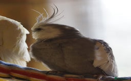Cockatiels birds for sale: Young Cockatiels - Image 17