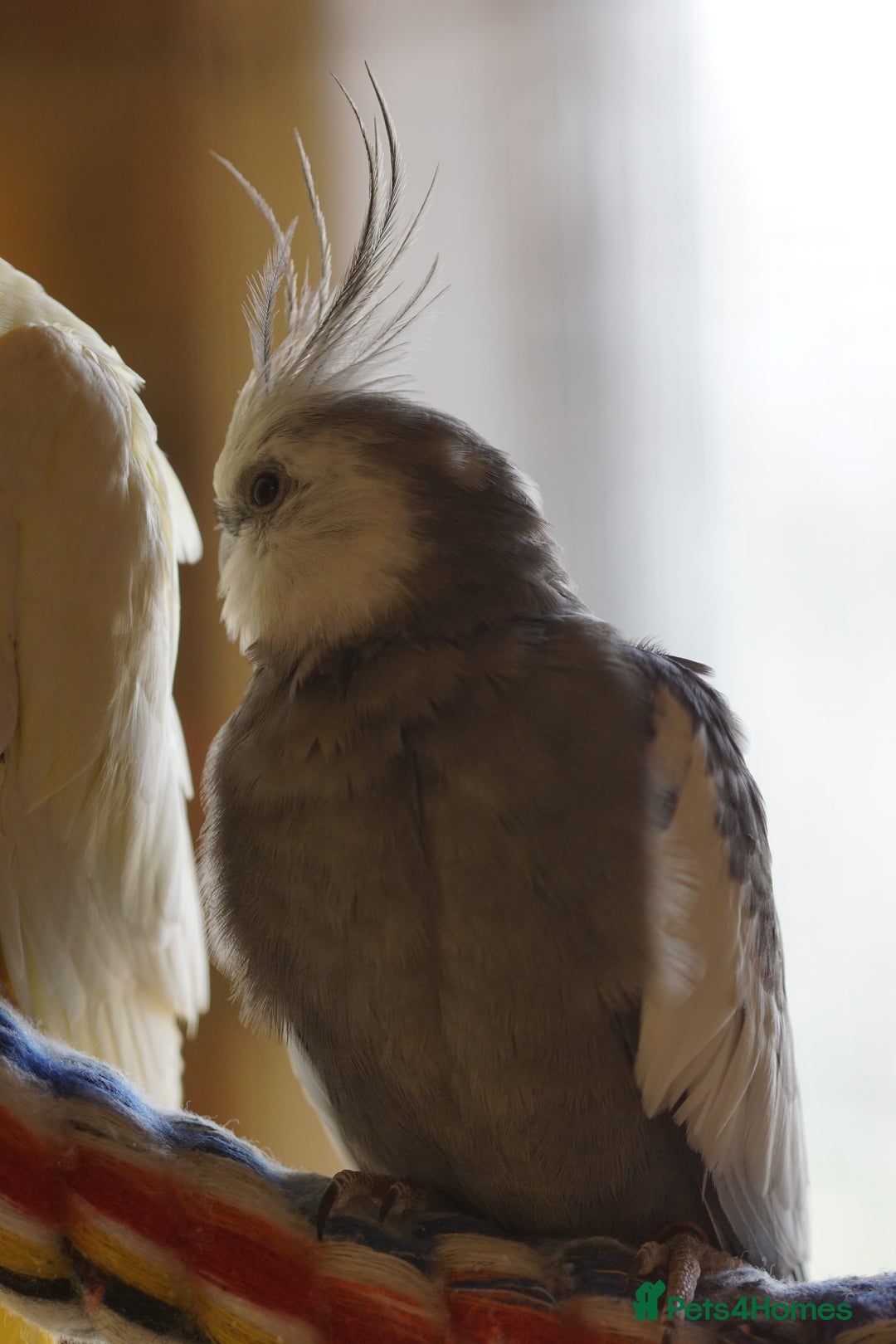 Cockatiels birds for sale: Young Cockatiels - Image 17