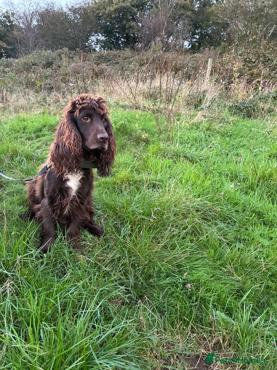 Cocker Spaniel dogs for sale: Cocker spaniel pups - Image 17