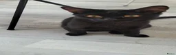 Mixed Breed cats for sale: Panther  - Advert 8